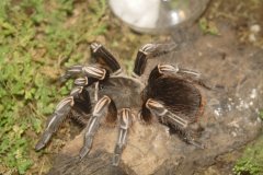 07-Tarantula spider